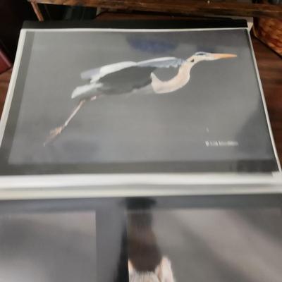 Profolio of Photographs 12x18 Suitable for Framing at least 40 in Binder