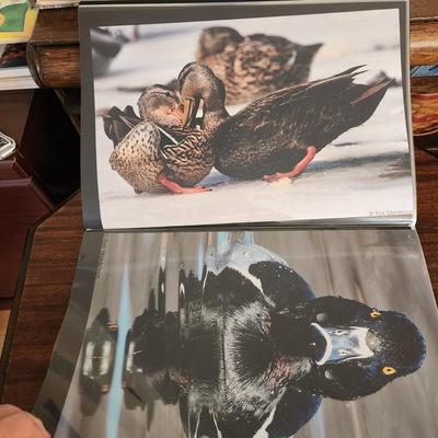 Profolio of Photographs 12x18 Suitable for Framing at least 40 in Binder