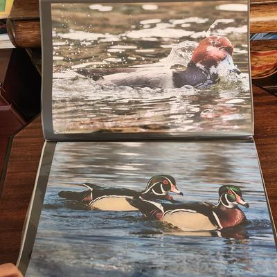 Profolio of Photographs 12x18 Suitable for Framing at least 40 in Binder