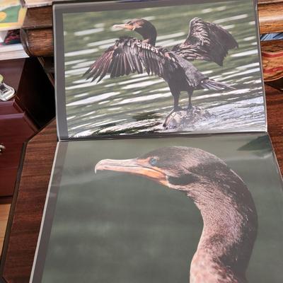 Profolio of Photographs 12x18 Suitable for Framing at least 40 in Binder