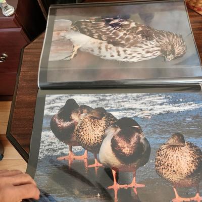 Profolio of Photographs 12x18 Suitable for Framing at least 40 in Binder