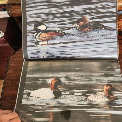 Profolio of Photographs 12x18 Suitable for Framing at least 40 in Binder