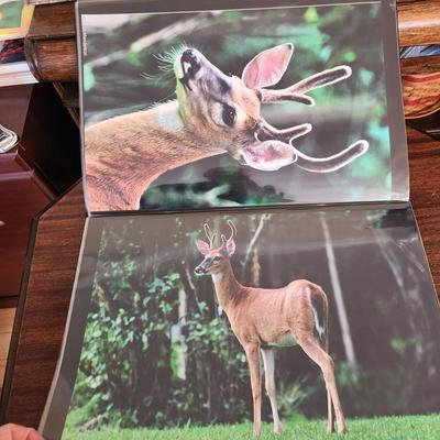 Profolio of Photographs 12x18 Suitable for Framing at least 40 in Binder