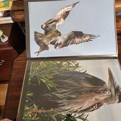 Profolio of Photographs 12x18 Suitable for Framing at least 40 in Binder