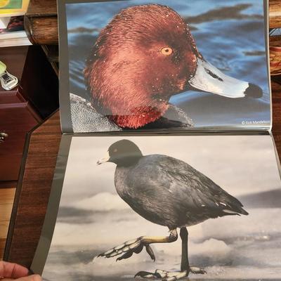 Profolio of Photographs 12x18 Suitable for Framing at least 40 in Binder