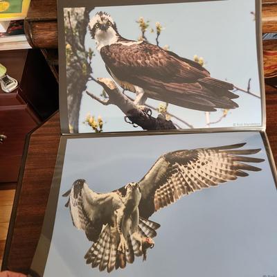 Profolio of Photographs 12x18 Suitable for Framing at least 40 in Binder