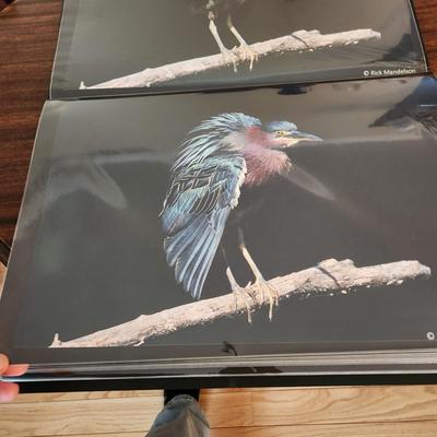 Profolio of Photographs 12x18 Suitable for Framing at least 40 in Binder