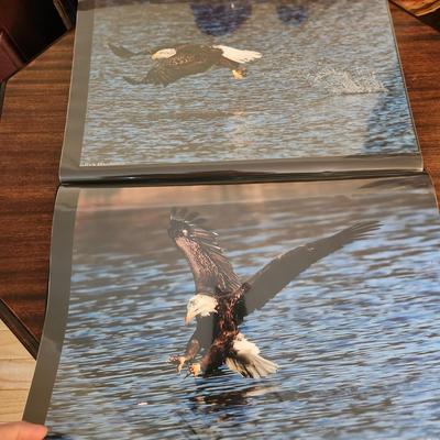 Profolio of Photographs 12x18 Suitable for Framing at least 40 in Binder