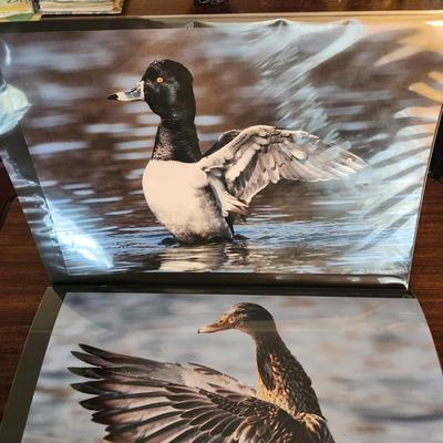 Profolio of Photographs 12x18 Suitable for Framing at least 40 in Binder