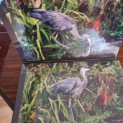 Profolio of Photographs 12x18 Suitable for Framing at least 40 in Binder