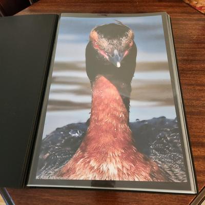 Profolio of Photographs 12x18 Suitable for Framing at least 40 in Binder