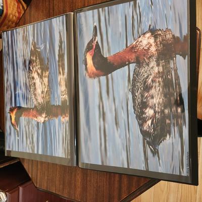 Profolio of Photographs 12x18 Suitable for Framing at least 40 in Binder