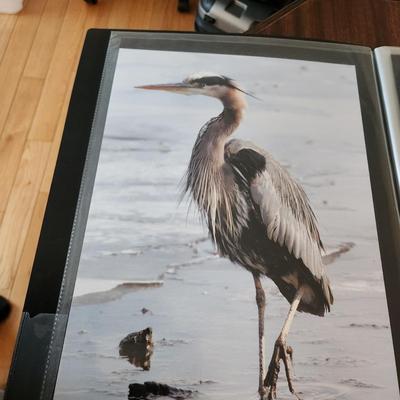 Profolio of Photographs 12x18 Suitable for Framing at least 40 in Binder