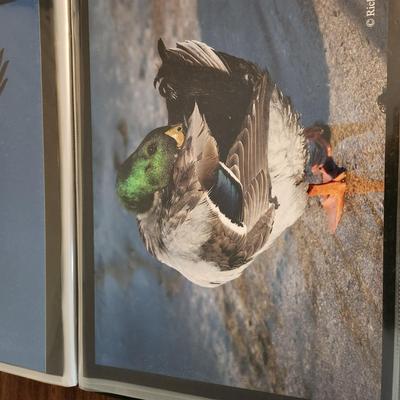 Profolio of Photographs 12x18 Suitable for Framing at least 40 in Binder