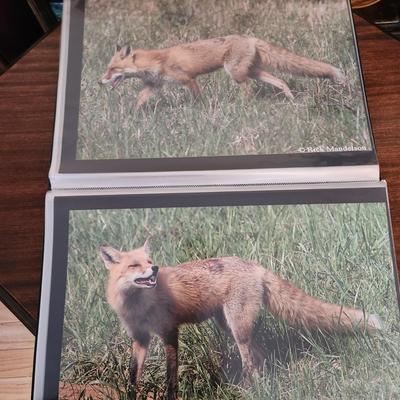 Profolio of Photographs 12x18 Suitable for Framing at least 40 in Binder