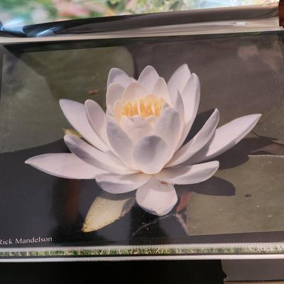 Profolio of Photographs 12x18 Suitable for Framing at least 40 in Binder