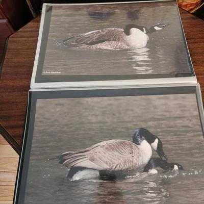 Profolio of Photographs 12x18 Suitable for Framing at least 40 in Binder