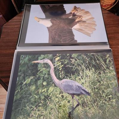 Profolio of Photographs 12x18 Suitable for Framing at least 40 in Binder