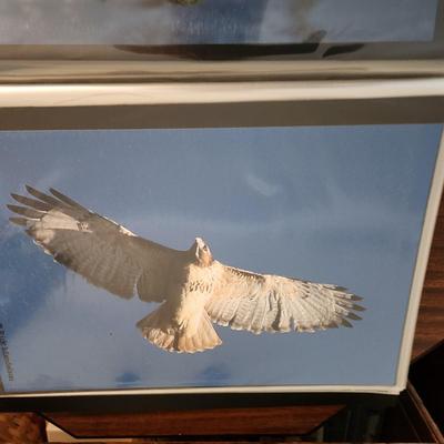 Profolio of Photographs 12x18 Suitable for Framing at least 40 in Binder