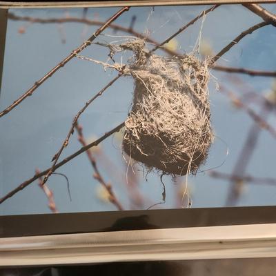 Profolio of Photographs 12x18 Suitable for Framing at least 40 in Binder