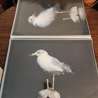 Profolio of Photographs 12x18 Suitable for Framing at least 40 in Binder