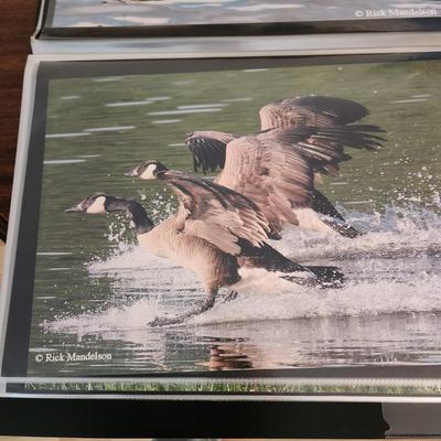 Profolio of Photographs 12x18 Suitable for Framing at least 40 in Binder