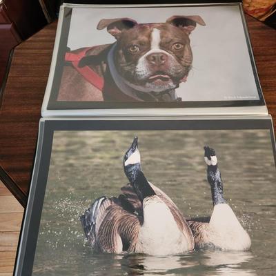 Profolio of Photographs 12x18 Suitable for Framing at least 40 in Binder