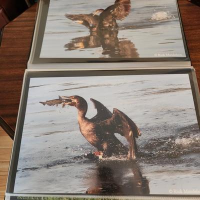 Profolio of Photographs 12x18 Suitable for Framing at least 40 in Binder