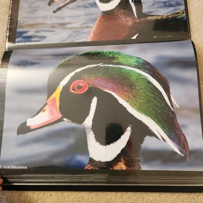 Profolio of Photographs 12x18 Suitable for Framing at least 40 in Binder