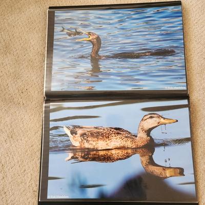 Profolio of Photographs 12x18 Suitable for Framing at least 40 in Binder