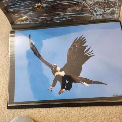 Profolio of Photographs 12x18 Suitable for Framing at least 40 in Binder