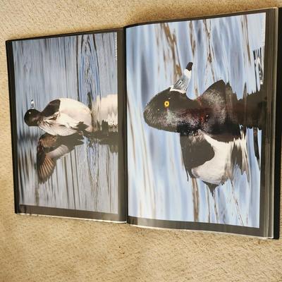 Profolio of Photographs 12x18 Suitable for Framing at least 40 in Binder