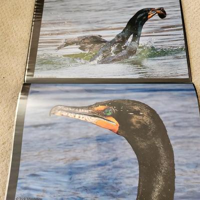 Profolio of Photographs 12x18 Suitable for Framing at least 40 in Binder