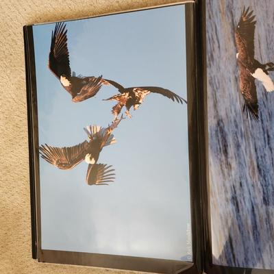 Profolio of Photographs 12x18 Suitable for Framing at least 40 in Binder