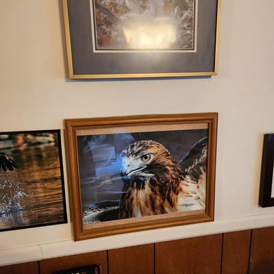 Lot of 10 Framed Photographs Wildlife Eagles , Owls , Cars