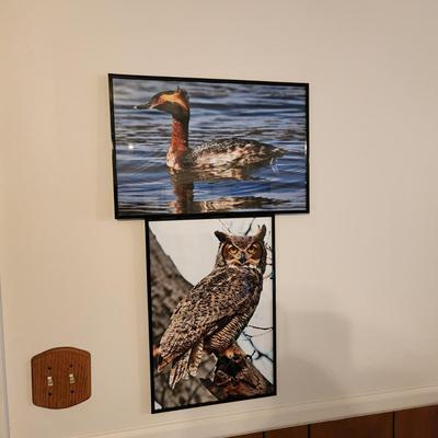 Lot of 10 Framed Photographs Wildlife Eagles , Owls , Cars