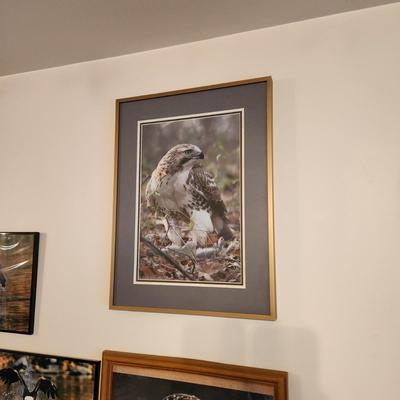 Lot of 10 Framed Photographs Wildlife Eagles , Owls , Cars