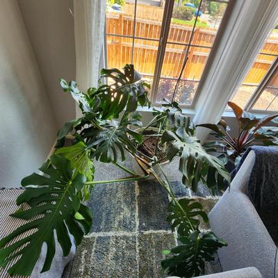 Sale Photo Thumbnail #22: Plant $50