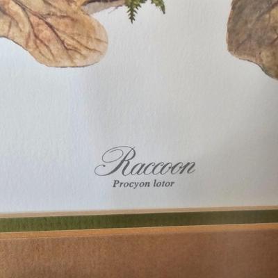 Pencil Signed Ray Harm Raccoon Print (DR-JS)