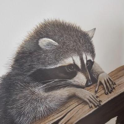 Pencil Signed Ray Harm Raccoon Print (DR-JS)