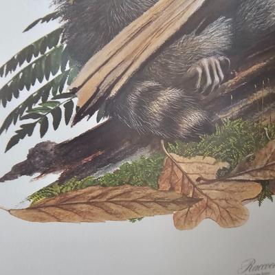 Pencil Signed Ray Harm Raccoon Print (DR-JS)
