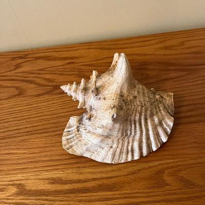Sale Photo Thumbnail #227: Queen Conch Shell   Approximately 9" Long