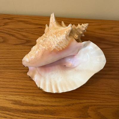 Sale Photo Thumbnail #226: Queen Conch Shell   Approximately 9" Long
