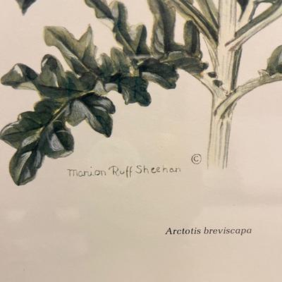 Two Marion Ruff Sheehan Botanical Prints (PC-BC)