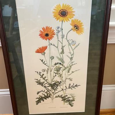 Two Marion Ruff Sheehan Botanical Prints (PC-BC)
