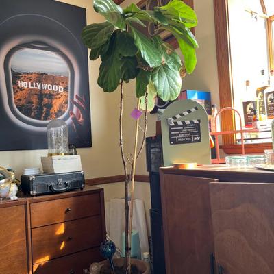 Sale Photo Thumbnail #98: Ficus in Pot