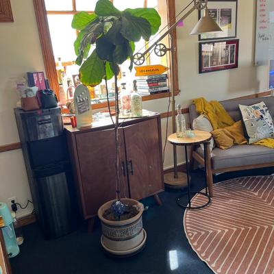 Sale Photo Thumbnail #99: Ficus in Pot