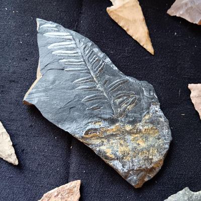 FOSSIL, ARROW HEADS, MARBLES AND MORE