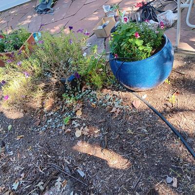 LARGE CLAY FLOWER POT AND A FLOWER BOX WITH OVER GROWN FLOWERS