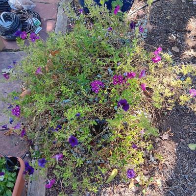LARGE CLAY FLOWER POT AND A FLOWER BOX WITH OVER GROWN FLOWERS